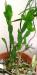 Opuntia monacantha syn. vulgaris di Patrizia.jpg